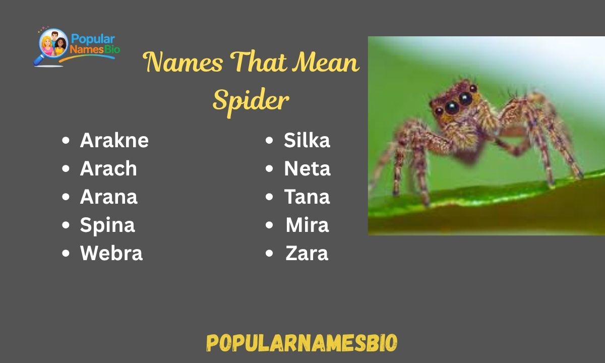 450+ Names That Mean Spider – Grace in Girls and Boys