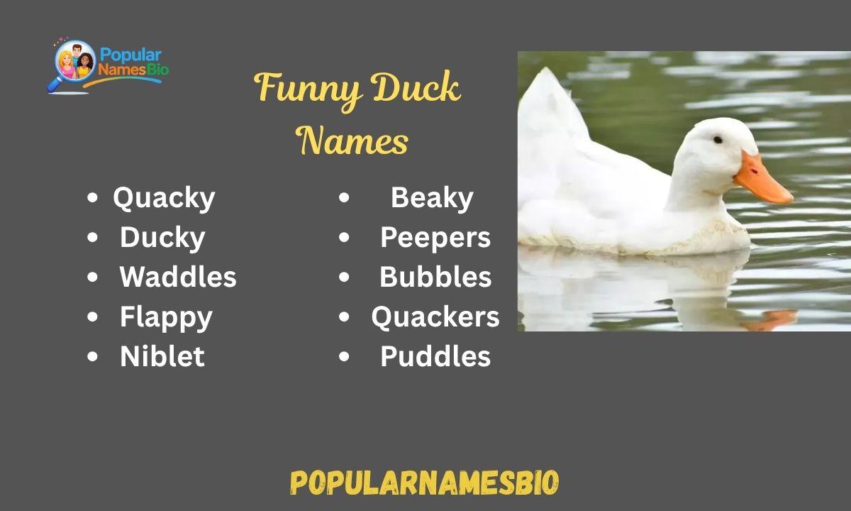 480+ Funny Duck Names Unique, Cute, Dirty For Celebrity, Girl & Boy