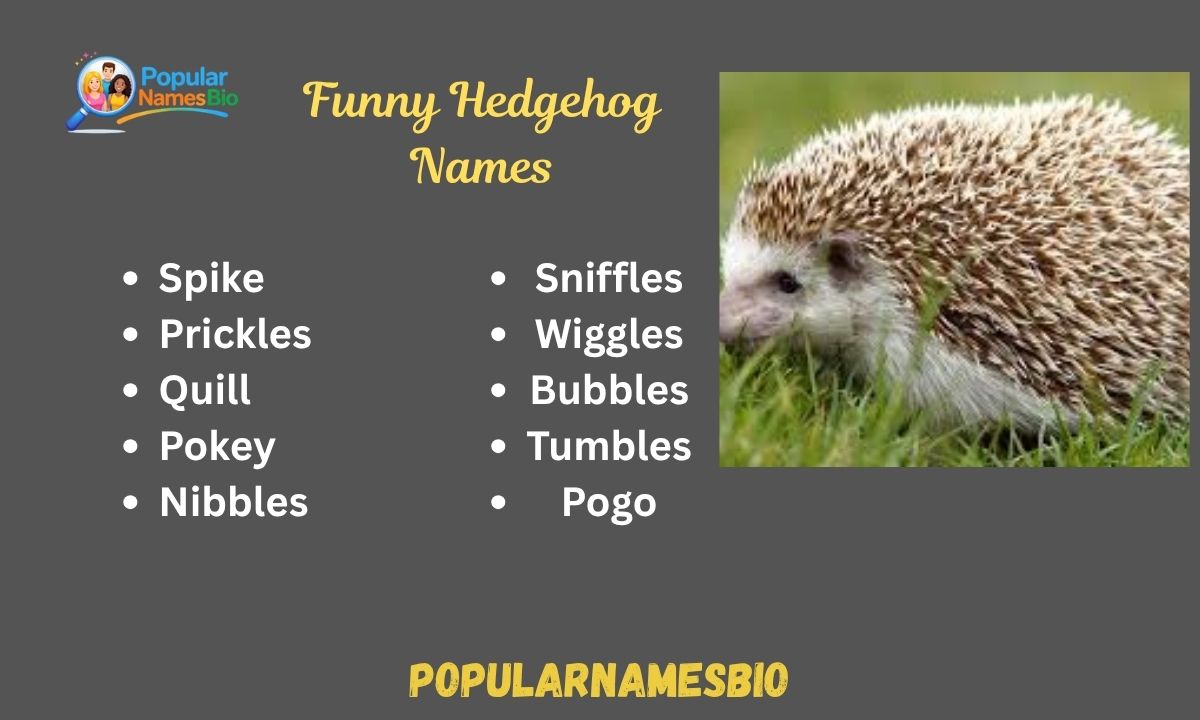 480+ Funny Hedgehog Names Unique, Famous, For Male & Female