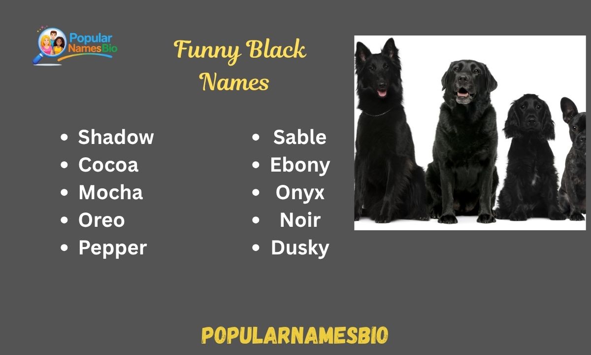 490+ Funny Black Names For Meme, Men, Women, Dogs, Male & Female