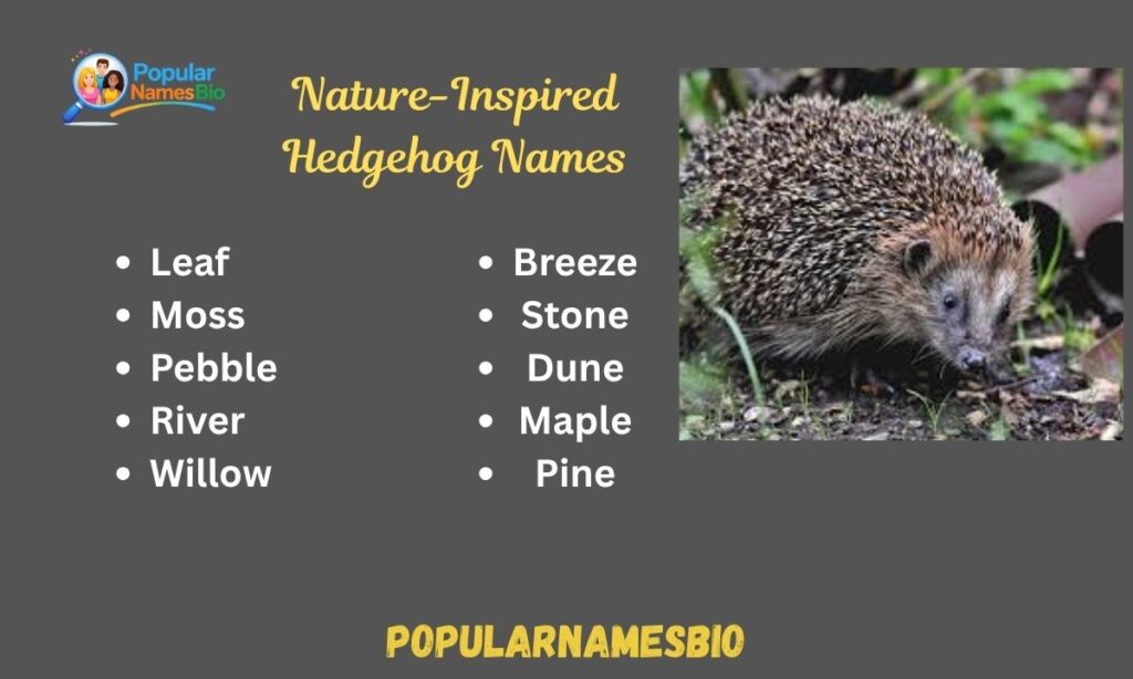 Nature-Inspired Hedgehog Names