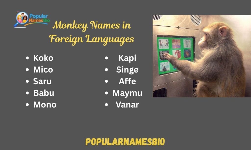 Monkey Names in Foreign Languages