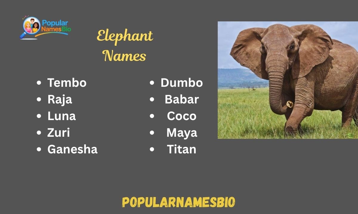 Popular Elephant Names Cultural, Fun, and Iconic